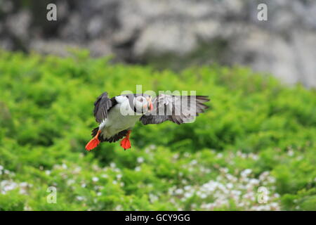 Macareux moine entrée en terre sur l'île de Skomer Banque D'Images