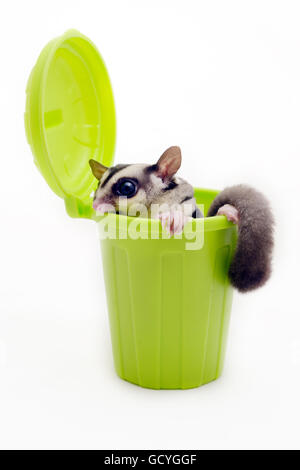 Dans Sugarglider poubelle verte à la recherche de quelque chose sur fond blanc. Banque D'Images