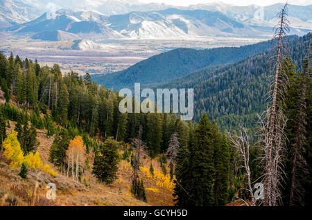 Paysage de forêts de pins sur les montagnes et d'une chaîne de montagnes rocheuses au loin, l'entrée en vue Jackson Hole Banque D'Images