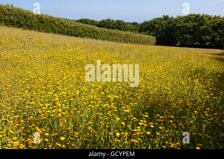 Un champ de Oxeye Buphthalmum salicifolium (jaune), Rocky Hill, St Mary's, Îles Scilly, UK Banque D'Images