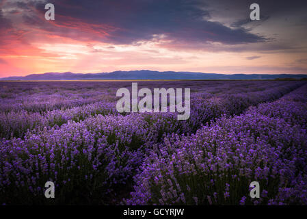 Champ de lavande en fleurs sous les couleurs rouges de l'été coucher de soleil sur la montagne Banque D'Images