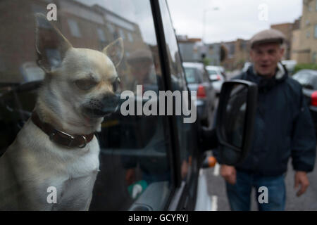 Chihuahua chien regardant par la fenêtre de son propriétaire van à Hackney, East London, Angleterre, Royaume-Uni. Le chihuahua est la plus petite race de chiens et porte le nom de l'Etat de Chihuahua. Les Chihuahuas viennent dans une grande variété de tailles, couleurs, et l'enduire de longueurs. Banque D'Images