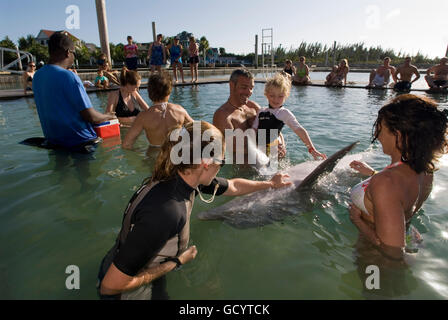 Sanctuary Bay, Grand Bahama. Bahamas. UNEXSO. Nager programme et rencontre avec les dauphins. Banque D'Images