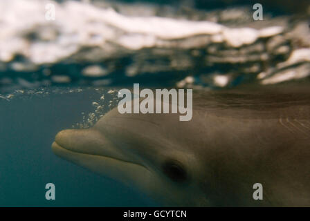 Sanctuary Bay, Grand Bahama. Bahamas. UNEXSO. Nager programme et rencontre avec les dauphins. Cocoon est 52 ans et sta Banque D'Images