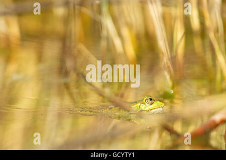 Grenouille comestible (Pelophylax kl. esculentus) dans un étang à Francfort, Allemagne. Banque D'Images