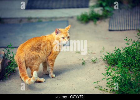 Cute cat rouge marcher dans la cour Banque D'Images