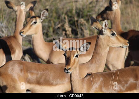 Un troupeau d'impalas femelles d'alerte dans le soleil Banque D'Images