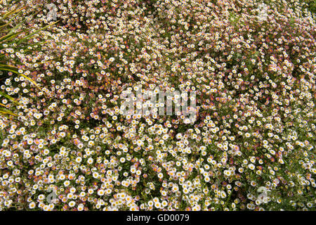 Erigeron karvinskianus de tapis (vergerette du Mexique) Banque D'Images