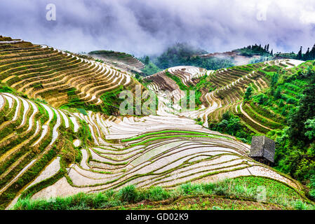 Yaoshan Mountain, Guilin, Chine rizières en terrasses à flanc de paysage. Banque D'Images