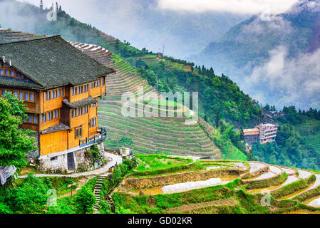 Yaoshan Mountain, Guilin, Chine rizières en terrasses à flanc de paysage. Banque D'Images