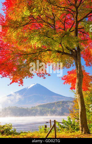 Mt. Fuji, au Japon, du lac Kawaguchi dans la saison d'automne. Banque D'Images