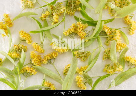 Fleurs de tilleul et de feuilles éparpillées sur la table en bois Banque D'Images