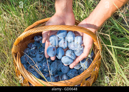 Les mains de personnes a mettre les prunes dans le panier Banque D'Images