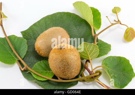 Kiwi fraîchement cueillies avec branche et feuilles sur fond blanc Banque D'Images