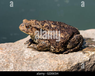 Toad assis sur une pierre, l'attente pour l'alimentation Banque D'Images