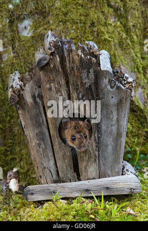 Souris en bois européen, Apodemus sylvaticus en log cabin, Loch Lomond, Ecosse Banque D'Images
