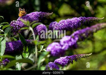 Buddleja davidii - été lilas, bush-papillon, une plante d'ornement costumes d'abeilles et de papillons en été Banque D'Images