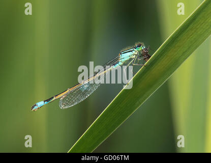 D'ischnura, commun à queue bleu libellule Ischnura elegans, la mouche, avec Banque D'Images