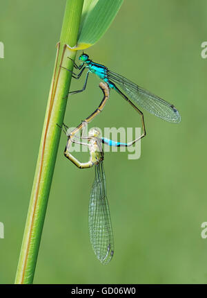 Paire d'accouplement à queue bleu Libellule Ischnura elegans, tige d'herbe, perché sur dans le Lancashire, Royaume-Uni Banque D'Images