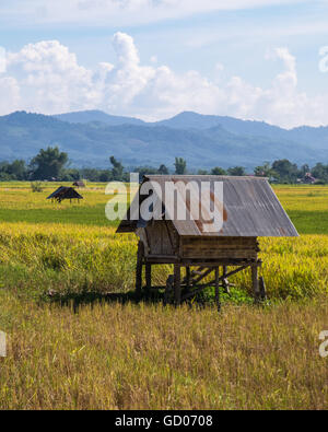 Rizières près de Luang Namtha, au Laos Banque D'Images