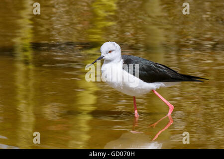 Black-winged Stilt Himantopus himantopus des profils de patauger dans l'eau peu profonde Banque D'Images