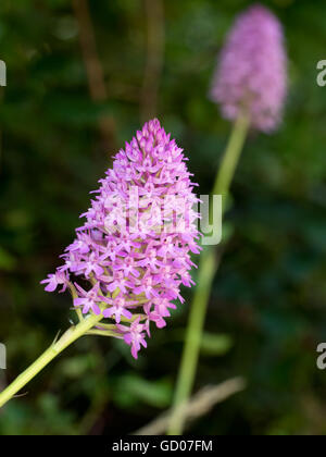 Belle orchidée rose sauvage. Orchis pyramidalis. Banque D'Images