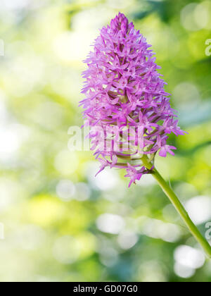 Wild Orchid, une fleur par route au soleil du printemps. Orchis pyramidalis. Banque D'Images