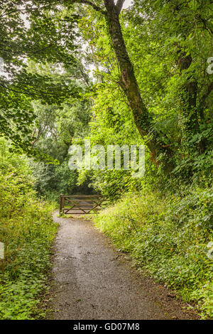 Chemin à travers la forêt et cinq grille, près de Tenby, Pembrokeshire, Pays de Galles, Royaume-Uni Banque D'Images