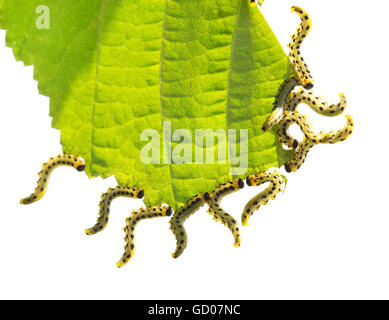 Les chenilles sur les feuilles macro frais isolé sur fond blanc Banque D'Images