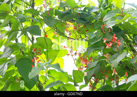 Les haricots d'Espagne nom Latin Phaseolus coccineus 'Enorma' Banque D'Images