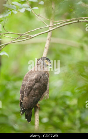 Serpent à huppe blanche sur un arbre au Sanctuaire de faune de Dandeli, . La raptor se nourrit principalement de serpents et d'où le nom Banque D'Images