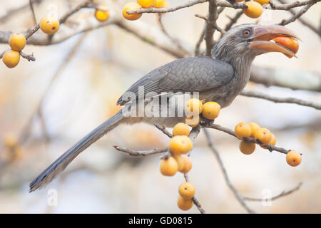 Gris Malabar hornbill (Ocyceros griseus) est une endémique de la Western Ghats et les collines du sud de l'Inde. Banque D'Images