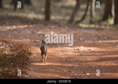 L'Indien Jackal femelle enceinte qui venait tout juste d'jonchée de ses petits et de l'itinérance a été autour pendant une chasse pour nourrir ses petits à Dandeli Banque D'Images