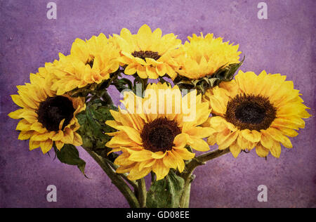 Image manipulée numériquement d'une bande de tournesols coupés dans un vase photo contre fond violet Banque D'Images