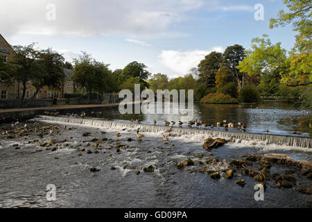 Weir on River Wye à Bakewell Angleterre paysage riverain du Royaume-Uni Peak District National Park Banque D'Images