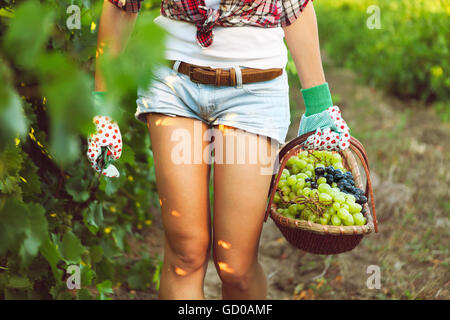 Femme souriante avec panier de raisins dans le vignoble. La récolte des raisins Banque D'Images