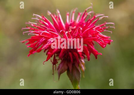 Rouge Monarda 'Gardenview Scarlet', baume d'abeille, horsemint, thé oswego ou bergamote gros plan de fleur Banque D'Images