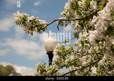 Apple Blossoms apparaissent sur les arbres matures avec une rue de la ville lumière en arrière-plan Banque D'Images