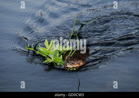 Vadnais Heights, Minnesota. Parc régional du lac Vadnais. Le rat musqué en tenant la végétation pour l'alimentation et la tanière. Banque D'Images