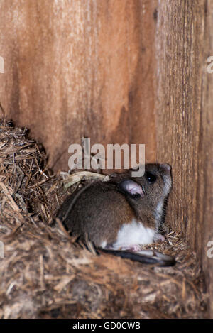 Le petit Canada, au Minnesota. Gervais Mill Park. Souris à pattes blanches (Peromyscus leucopus, prenant en charge un nichoir pour oiseaux shelt Banque D'Images