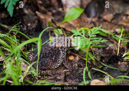 Vadnais Heights, Minnesota. John H. Allison forêt. Crapaud d'Amérique, Bufo americanus dans la forêt. Banque D'Images