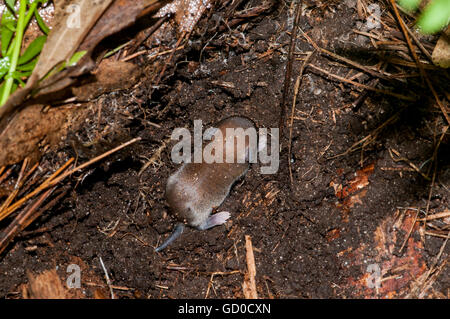 Vadnais Heights, Minnesota. John H. Allison forêt. Bébé souris à pattes blanches (Peromyscus leucopus. Banque D'Images