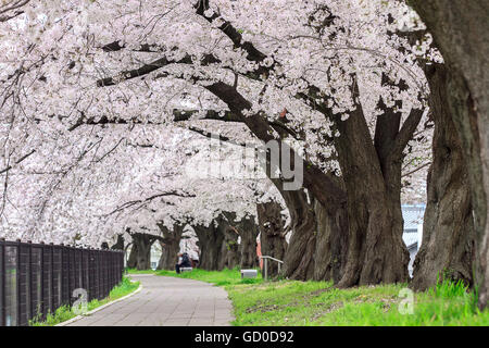 Fleur de cerisier Sakura au Japon Tunnel Banque D'Images