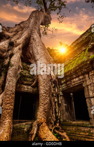 Les racines d'arbres énormes spung croître vers le bas autour de l'embrasure des portes à Ta Prohm à Siem Reap, Cambodge. Banque D'Images