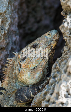 Un iguane se repose à l'intérieur d'une dent de rocher de l'cliffsides de Tulum, Mexique. Banque D'Images