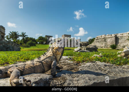 Un iguane baigne dans la lumière du soleil sur les anciennes ruines de Tulum, Mexique. Banque D'Images