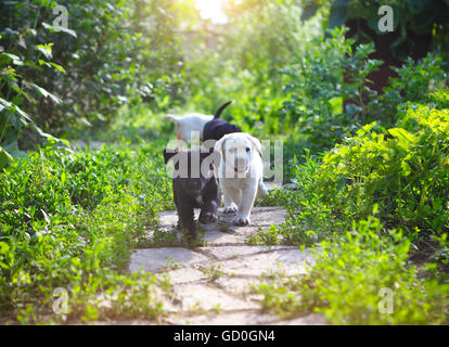 Groupe d'adorables chiots golden retriever dans la cour Banque D'Images