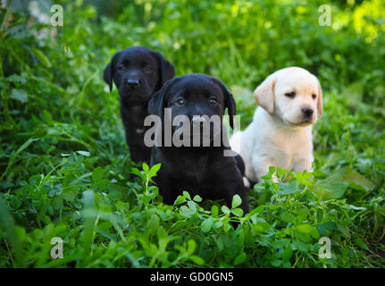 Groupe d'adorables chiots golden retriever dans la cour sur l'herbe verte Banque D'Images