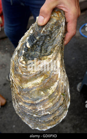 Weymouth, Royaume-Uni. 10 juillet, 2016. L'huître la plus importante du monde avec un poids de 2,15 kilos a été annoncé aujourd'hui à l'Pommery Dorset Festival des fruits de mer (soleil) à Weymouth Dorset. Ce seul oyster a été cultivée dans le port de Poole et l'ostréiculteur et fisherman Pete Miles. Ce spécimen a été mis de l'avant pour un record mondial Guinness. Le précédent record est beaucoup sous le poids de cette huître. Credit : Dorset Media Service/Alamy Live News Banque D'Images