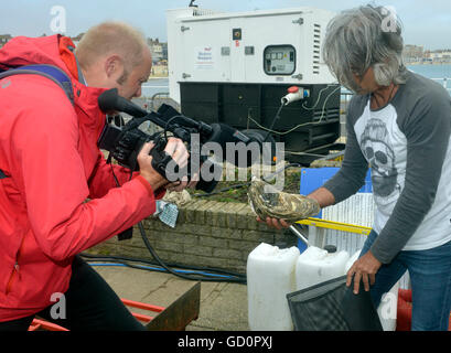 Weymouth, Royaume-Uni. 10 juillet, 2016. L'huître la plus importante du monde avec un poids de 2,15 kilos a été annoncé aujourd'hui à l'Pommery Dorset Festival des fruits de mer (soleil) à Weymouth Dorset. Ce seul oyster a été cultivée dans le port de Poole et l'ostréiculteur et fisherman Pete Miles. Ce spécimen a été mis de l'avant pour un record mondial Guinness. Le précédent record est beaucoup sous le poids de cette huître. Credit : Dorset Media Service/Alamy Live News Banque D'Images